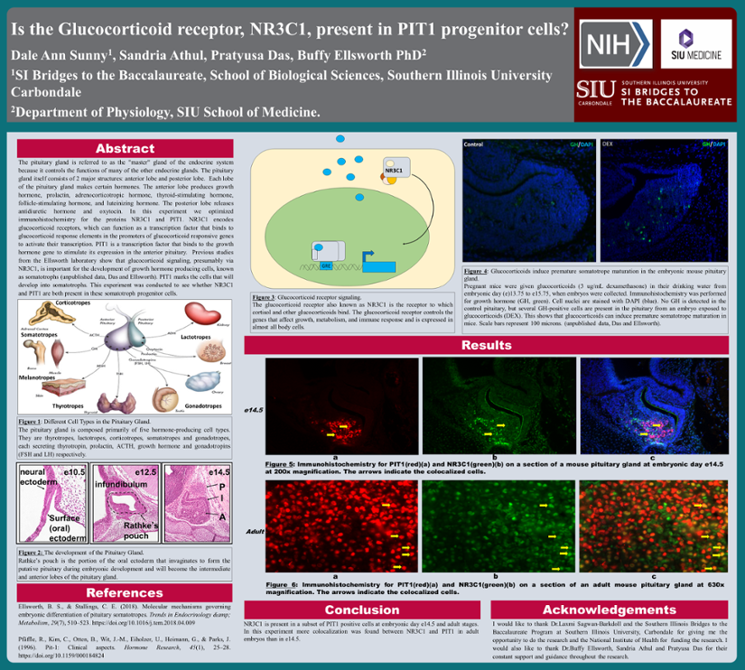 Dale Sunny's research poster